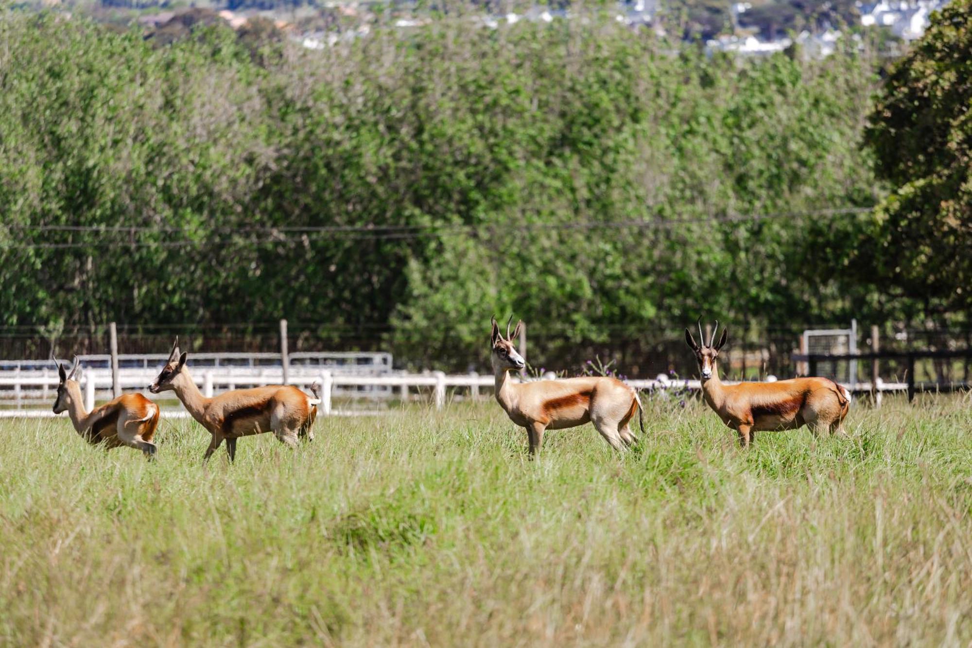 לינה וארוחת בוקר סטלנבוש Marshden Estate מראה חיצוני תמונה